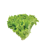 Lettuce Leaf