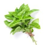 Fresh garden herbs. Green basil. Isolated on white background